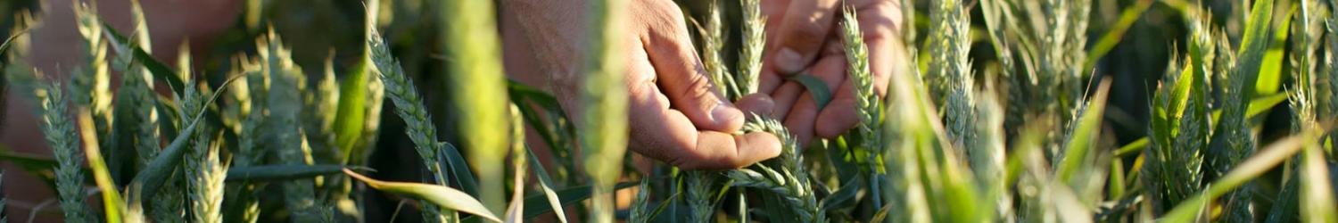пшеница в руках